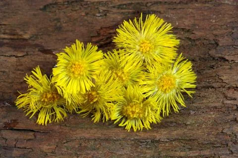 Coltsfoot Stock Photos