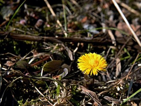 Coltsfoot Stock Photos