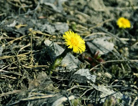 Coltsfoot Stock Photos