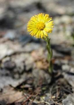Coltsfoot 스톡 사진