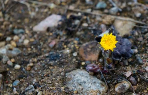 Coltsfoot Stock Photos