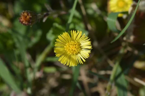 Coltsfoot Stock Photos