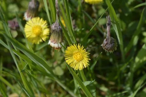 Coltsfoot Stock Photos
