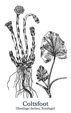 Coltsfoot. Vector hand drawn plant. Vintage medicinal plant sketch. Stock Illustration