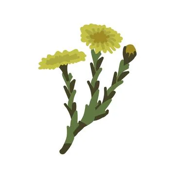 Coltsfoot vector illustration Stock Illustration
