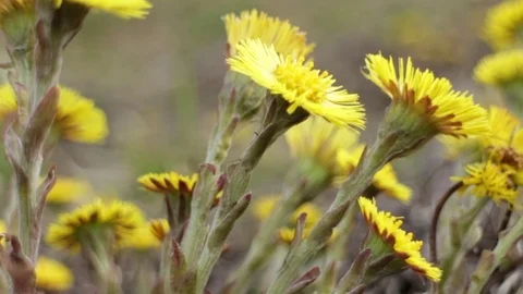 Coltsfoot Yellow primroses Stock Footage 74582053