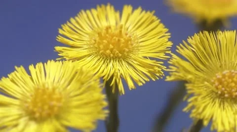 Coltsfoots, close-up Stock Footage 11286961