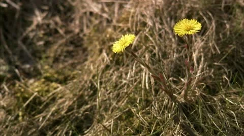 Coltsfoots Video stock 11286957