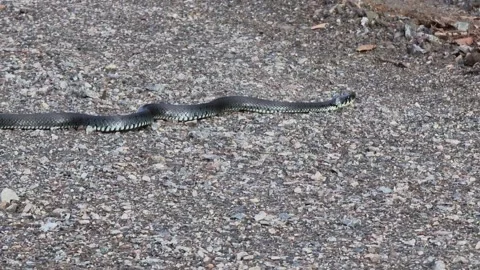 Coluber caspius, snake moving over wet gravel road at autumn Stock Footage 161651325
