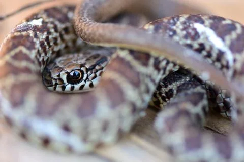 Coluber constrictor mormon Stock Photos