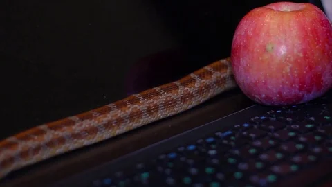 The coluber crowls along the laptop Stock-Footage 74421740