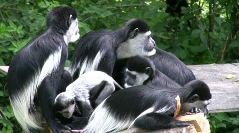 Colubus Monkey Family Stock Footage