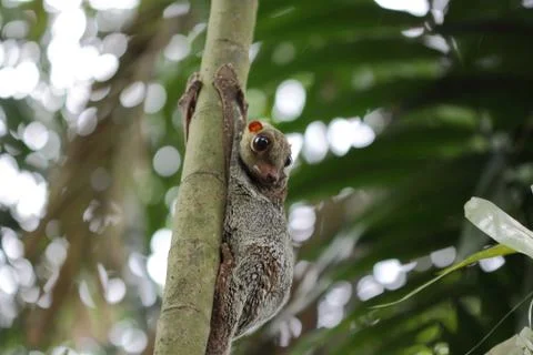 Colugo portrait Fotos Stock