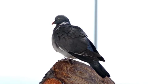 Columba palumbus Stock Footage 88041736