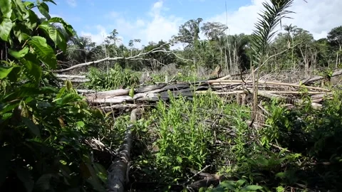 Columbian Amazon, deforestation Видео 140311690