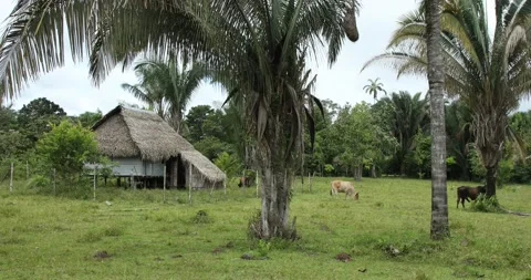 Columbian Amazon, farm Видео 140310217