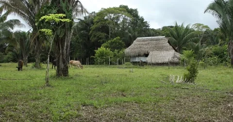Columbian Amazon, a field on the edge of the forest 스톡 동영상 140310183