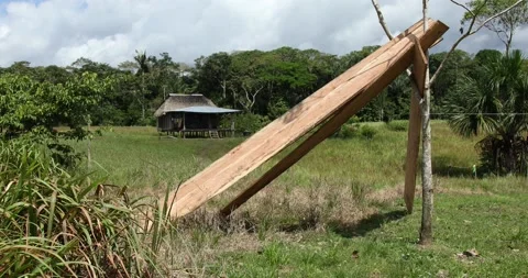 Columbian Amazon, a field on the edge of the forest Stock Footage 140310527