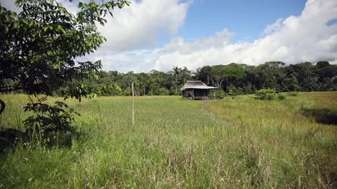 Columbian Amazon, a field on the edge of the forest Видео 140310984