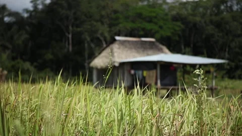 Columbian Amazon, a field on the edge of the forest with wood house Stock Footage 140311260