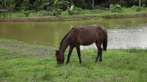 Columbian Amazon, a field on the edge of the forest with horse 스톡 동영상 140311980
