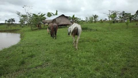 Columbian Amazon, a field on the edge of the forest with horses Stock Footage 140312007
