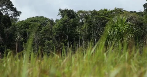 Columbian Amazon Видео 140311804