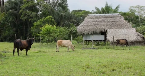 Columbian Amazon, horses Stock Footage 140310145