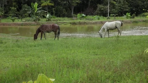 Columbian Amazon, horses Stock Footage 140311941