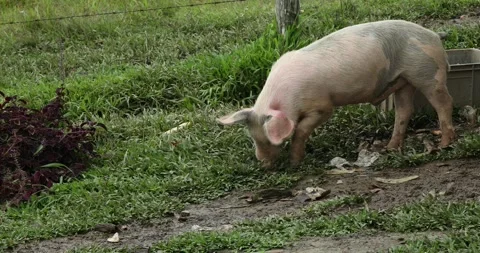 Columbian Amazon, pig Stock Footage 140312168