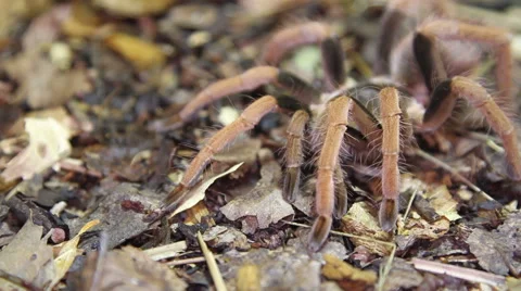 Columbian Giant Red-leg Tarantula (Megaphobema robustum) Stock Footage 51381153