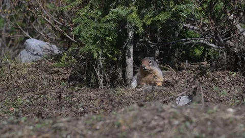 Columbian Ground Squirrel Vidéo 337843729