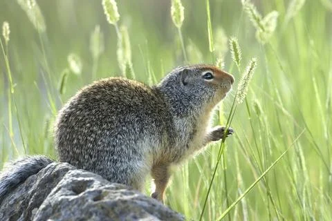 Columbian ground squirrel grabs a grass stalk. Stock Photos