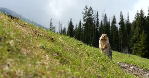 Columbian ground squirrel looking out Stock Footage 195129723
