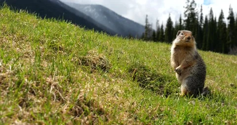 Columbian ground squirrel looking out Stock Footage 195129776