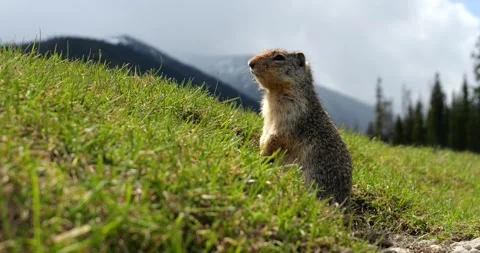 Columbian ground squirrel looking out Stock Footage 195129777