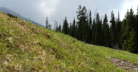 Columbian ground squirrel looking out Video stock 195129799