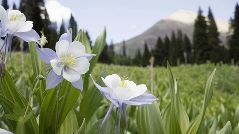 Columbine in bloom closeup Stock Footage 91668685