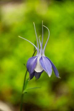 Columbine Bloom Points Down Toward The Ground And Looks LIke A Comet Stockfoto's