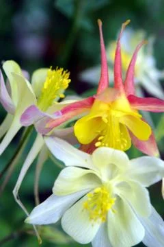 Columbine closeup Stockfoto's