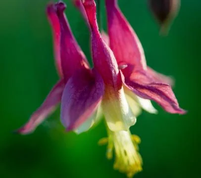 Columbine Flower 스톡 사진