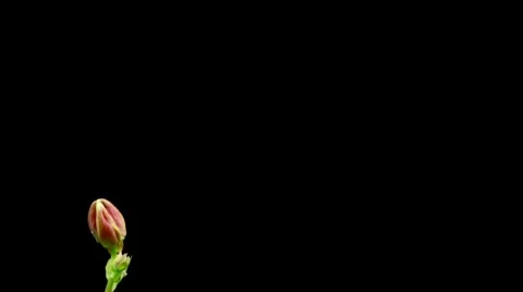 Columbine Flower Timelapse Stock Footage 7909259