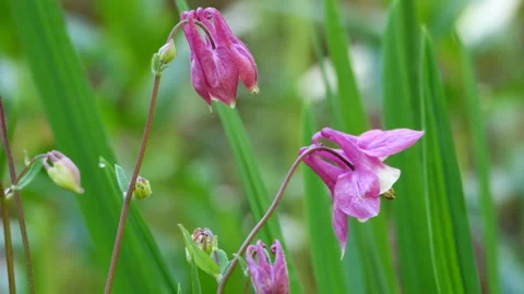 Columbine flowers blowing in the wind Stock Footage 238863243