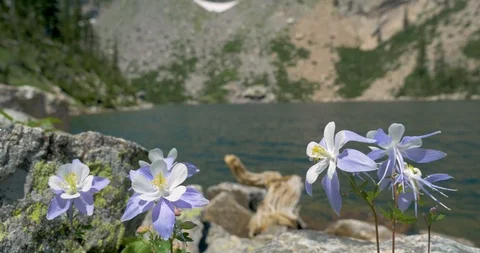 Columbine Flowers at Shore of Colorado Mountain Lake Stock Footage
