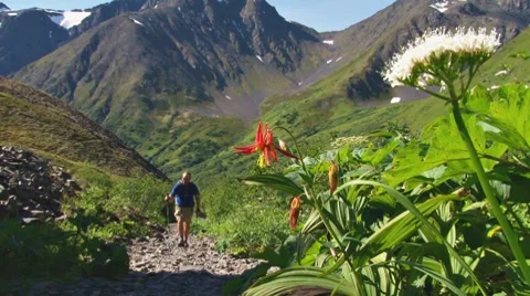 Columbine Hiker Stock Footage 8522104
