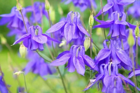 Columbine Stock Photos
