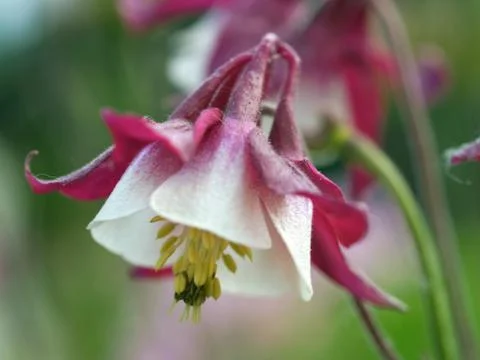 Columbine Stock Photos