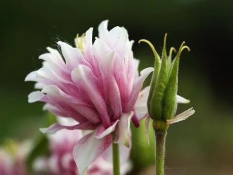 Columbine Stock Photos