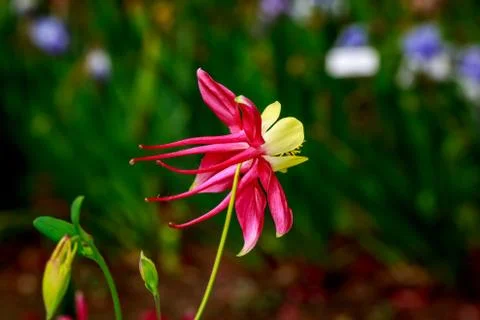 Columbine Stock Photos