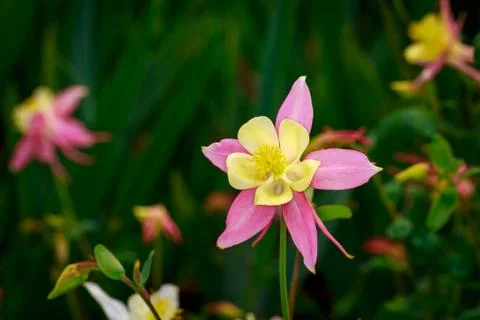 Columbine Stock Photos